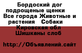 Бордоский дог подрощеные щенки.  - Все города Животные и растения » Собаки   . Кировская обл.,Шишканы слоб.